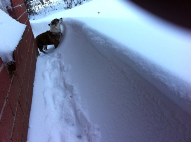 dog in snow
